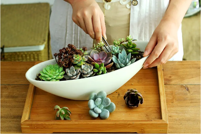 愛意盎然｜多肉植物DIY
