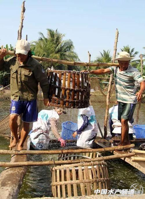 越南巴沙魚原料價格創歷史新低 財經 第1張