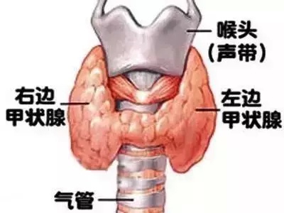 文文大大保貝兒·帶病投保指南：有甲狀腺類的疾病，怎麼買保險？ 財經 第2張