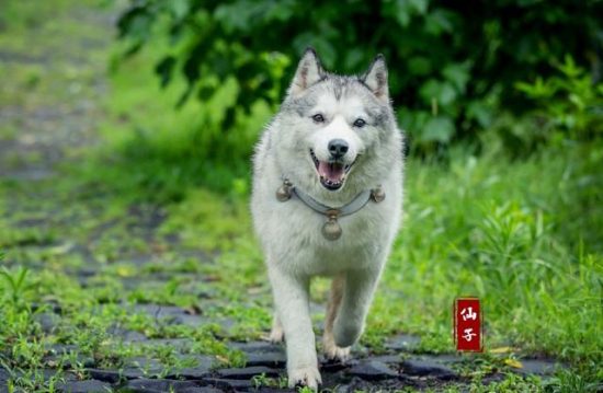 《陳情令》肖戰側騎小蘋果差點被甩，和二哈對戲靠香腸，還要裝懼怕 戲劇 第2張