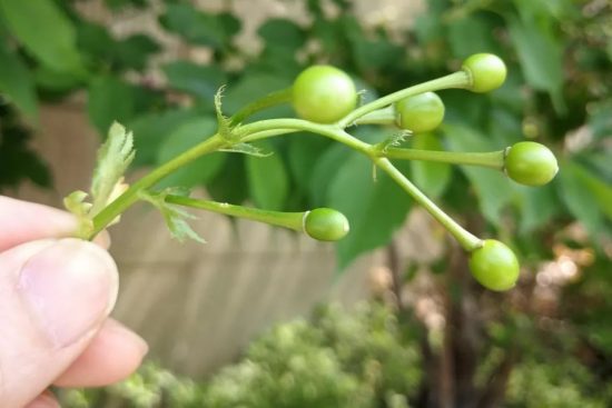 來自星星的你：當孩子確診是自閉症後 戲劇 第2張