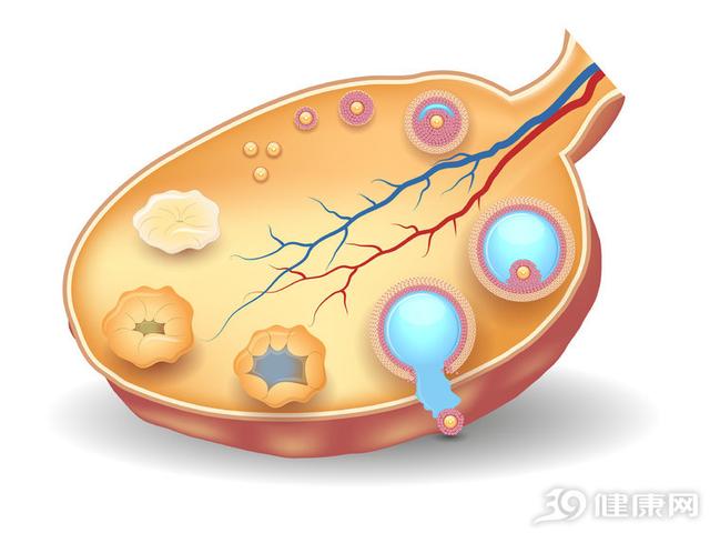 卵巢是女性朽邁「進度表」：有4個表示，闡明卵巢朽邁了 健康 第1張