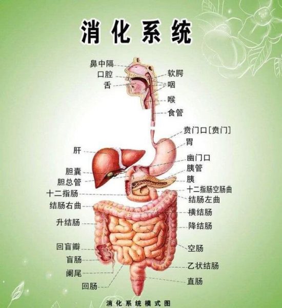 健康知識報你知:  大便正常就是腸道健康？聽聽專業醫生怎麼說~不是你想的那樣~ 健康 第1張