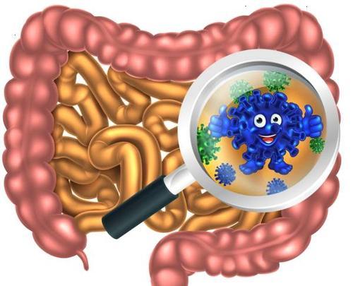 改良你的腸道健康？巧克力這種零食不錯？ 健康 第1張