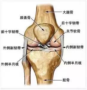 關於半月板損傷，你不可不知的二三事 健康 第1張