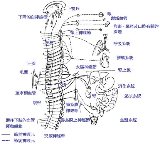 自律神經失調是什麼/太理性會造成自律神經失調？ 汪醫師產文 第1張