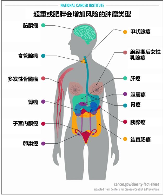 【科普營養】肥胖為什麼會增加癌症風險？ 健康 第2張