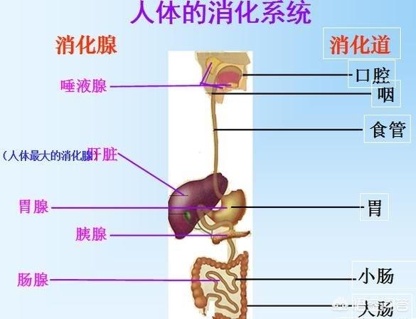 免疫力下降疾病/如何快速提高自身免疫力和抵抗力？ 汪醫師產文 第5張