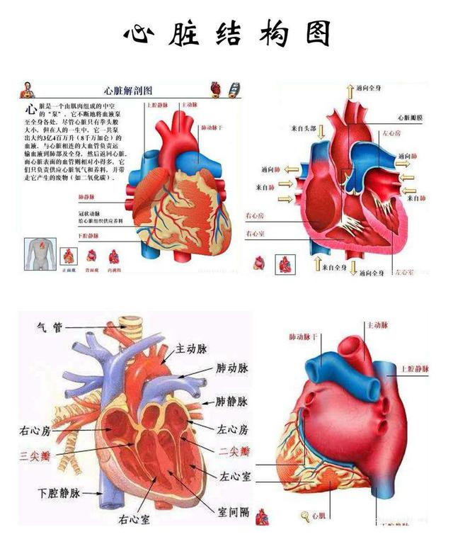 心血管疾病症狀/心血管醫生告訴您，心臟病都需要做哪些檢查？ 汪醫師產文 第3張