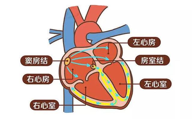 心血管疾病檢查/三七粉能治心臟病？醫生辟謠：心臟病分這4大類，您看看能治嗎？ 汪醫師產文 第3張