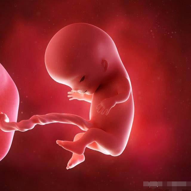 胎兒在媽媽的肚子裡，除了睡覺，每天還在幹什麼？可比你想像的有趣 未分類 第2張