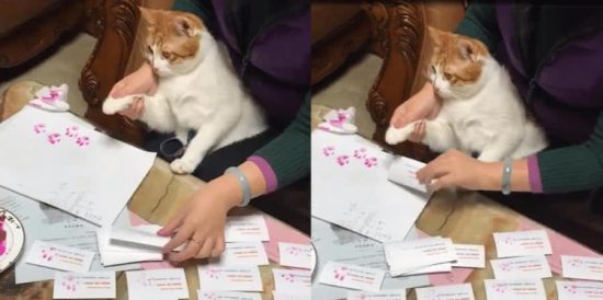 貓咪被迫分擔主人工作，看到它的表情，網友：我出10袋小魚幹！ 搞笑 第1張
