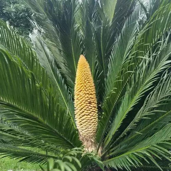 四種花有靈性，平時難開花，一有好事就開花！ 生活 第1張