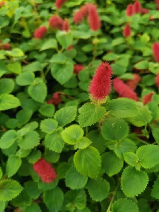 這11種植株矮小的草本花 在各個地方都能養 整個夏季都有花看 尋夢生活