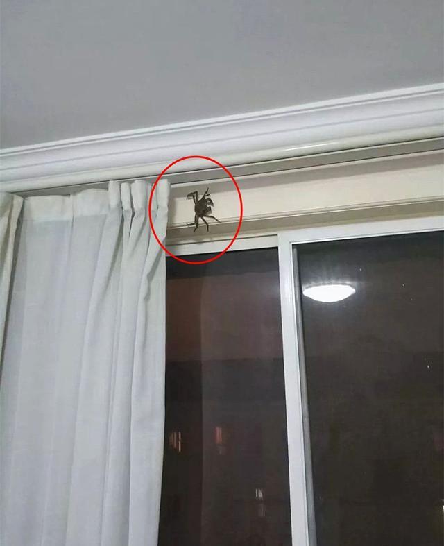 發現窗簾上一抹黑影 老母親：是陽澄湖的大蜘蛛 搞笑 第1張