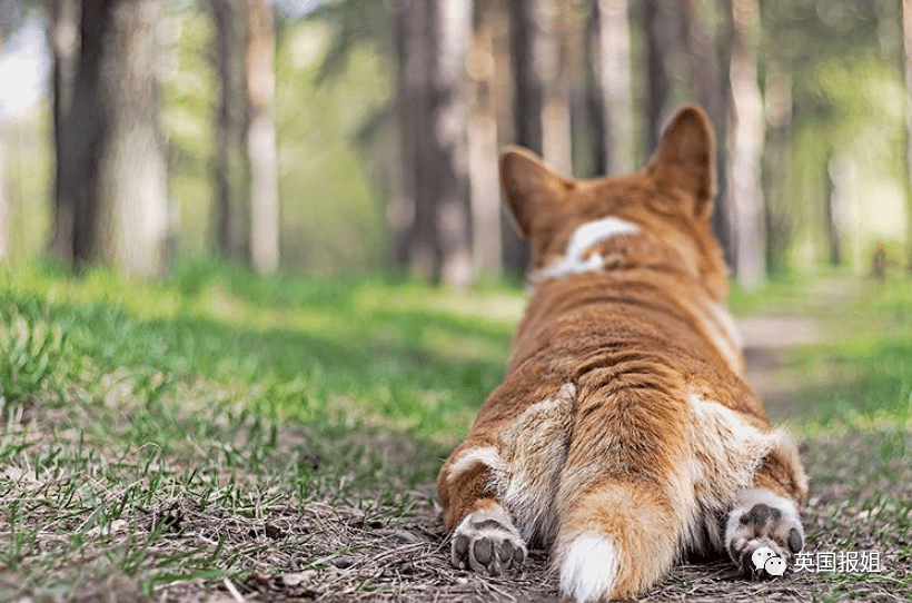 史上最萌警犬退休！俄羅斯用柯基當警犬，確定不是來賣萌的？ 熱門 第28張