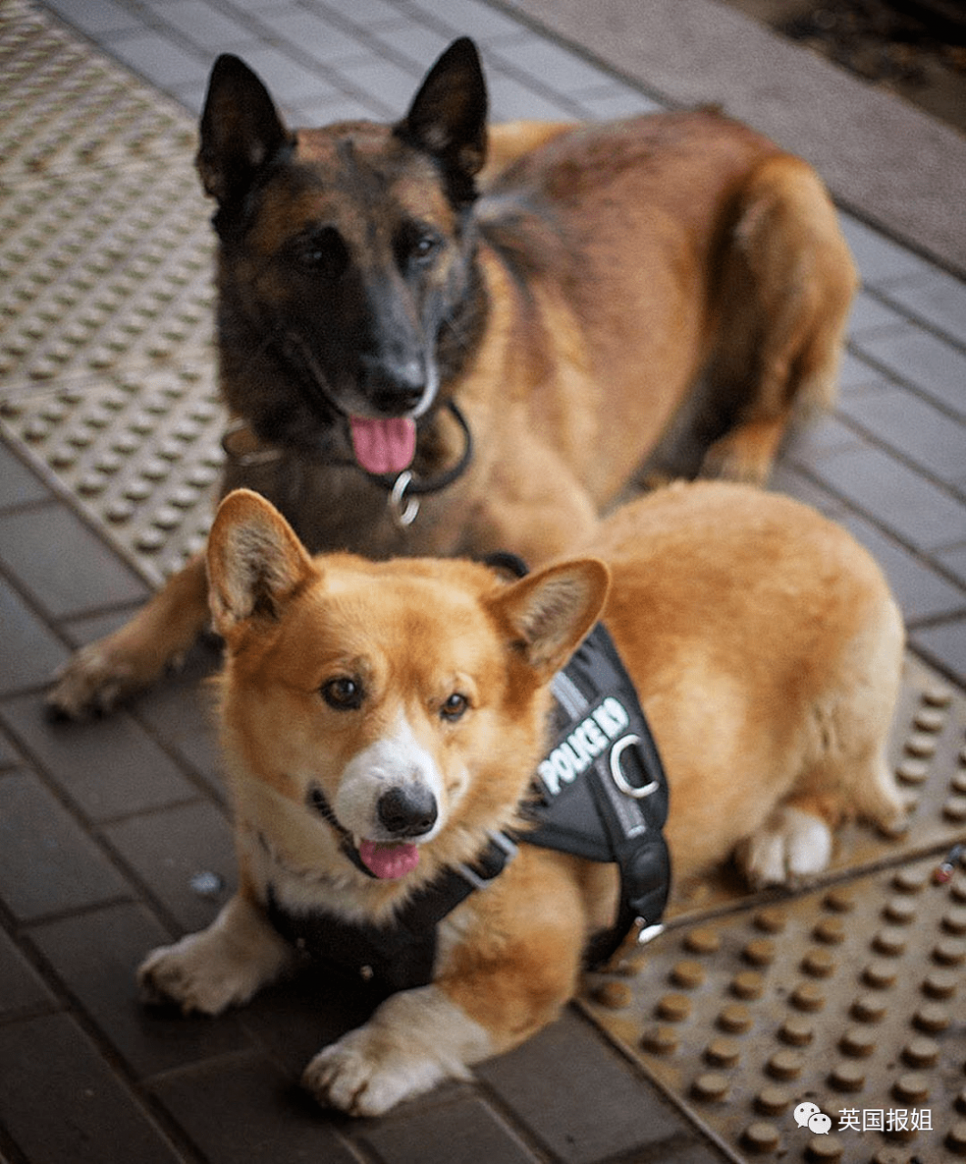 史上最萌警犬退休！俄羅斯用柯基當警犬，確定不是來賣萌的？ 熱門 第17張