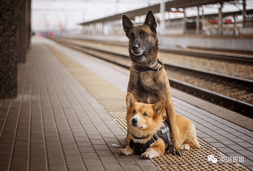 史上最萌警犬退休！俄羅斯用柯基當警犬，確定不是來賣萌的？ 熱門 第12張