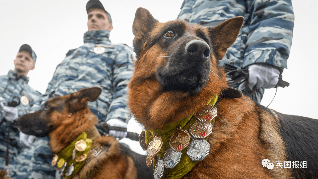 史上最萌警犬退休！俄羅斯用柯基當警犬，確定不是來賣萌的？ 熱門 第3張