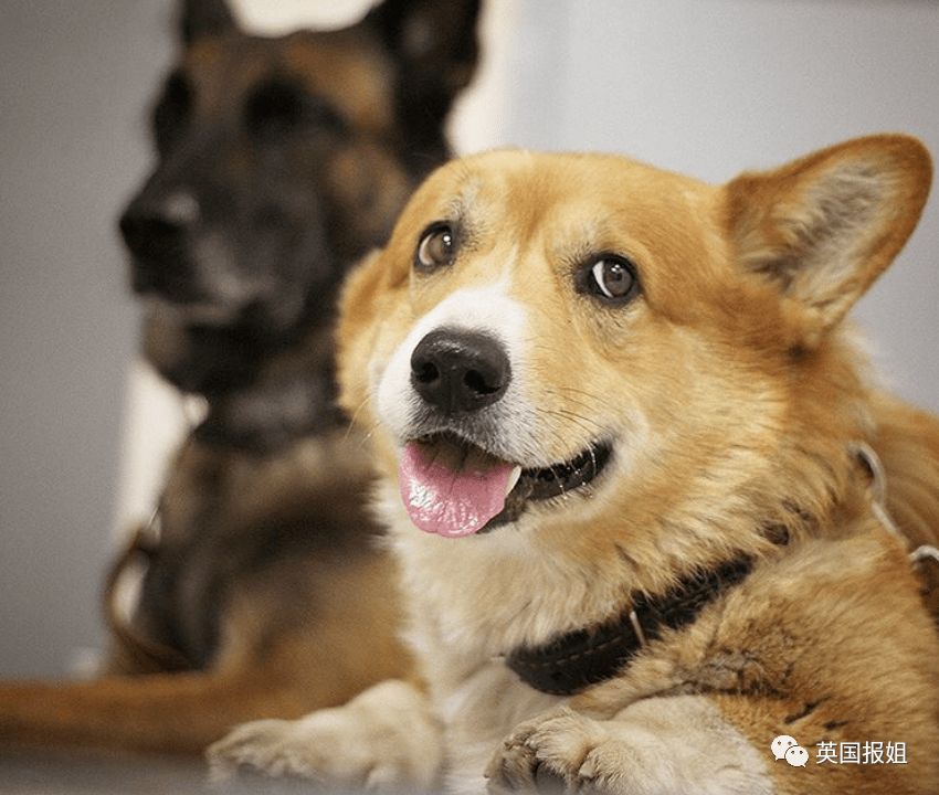 史上最萌警犬退休！俄羅斯用柯基當警犬，確定不是來賣萌的？ 熱門 第9張