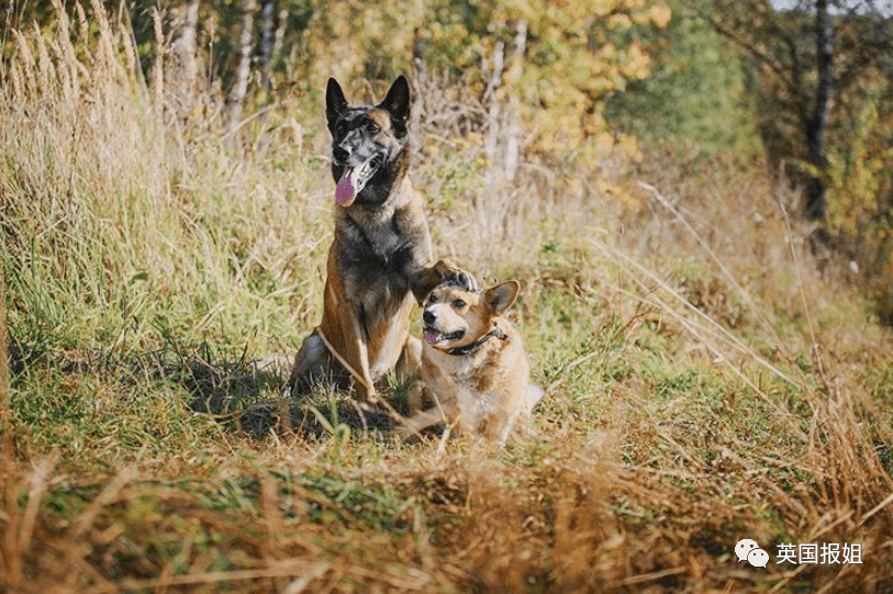 史上最萌警犬退休！俄羅斯用柯基當警犬，確定不是來賣萌的？ 熱門 第10張