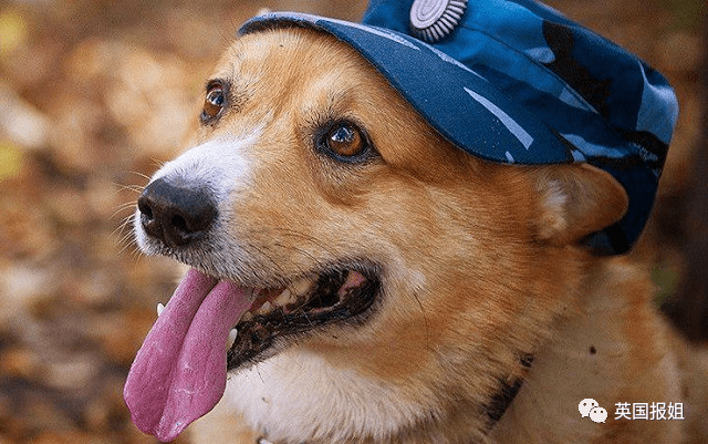 史上最萌警犬退休！俄羅斯用柯基當警犬，確定不是來賣萌的？ 熱門 第15張