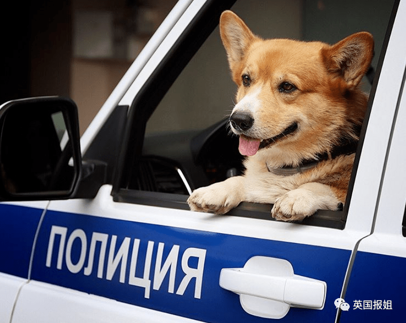 史上最萌警犬退休！俄羅斯用柯基當警犬，確定不是來賣萌的？ 熱門 第40張