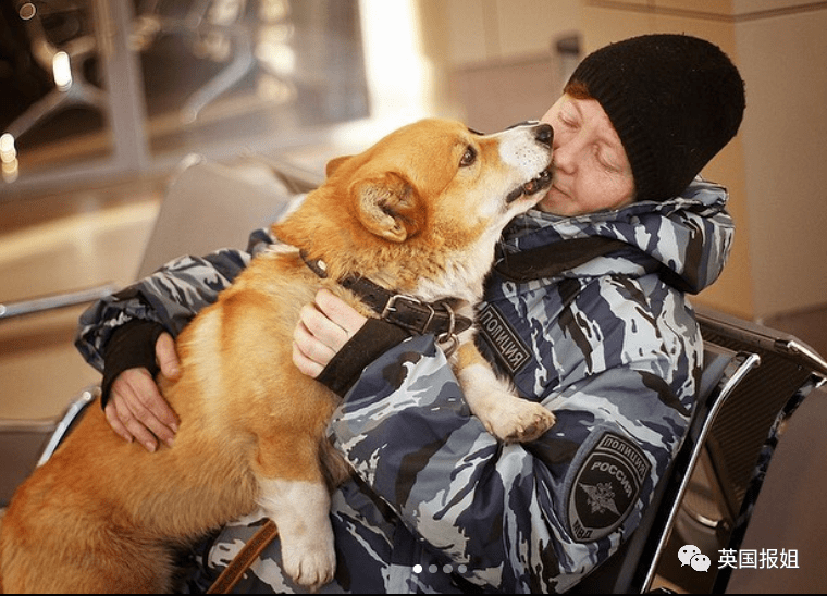 史上最萌警犬退休！俄羅斯用柯基當警犬，確定不是來賣萌的？ 熱門 第32張