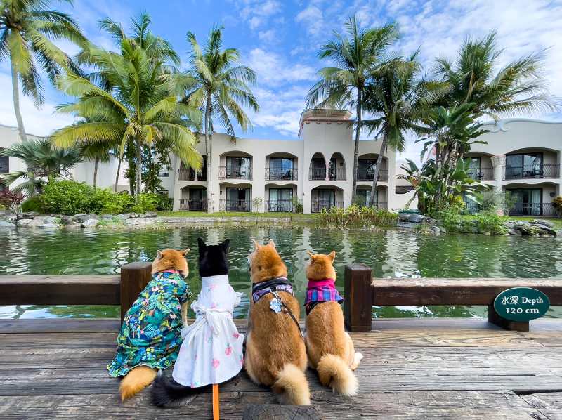理想大地渡假飯店推出「毛孩旅行趣」寵物住房專案，現在旅行不用再為毛小孩的寄放擔心。(圖/業者提供)