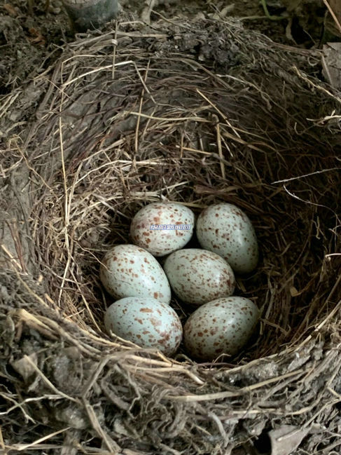 江油市民陽台花盆內驚現6枚鳥蛋，還有一只尖叫的大鳥 未分類 第2張