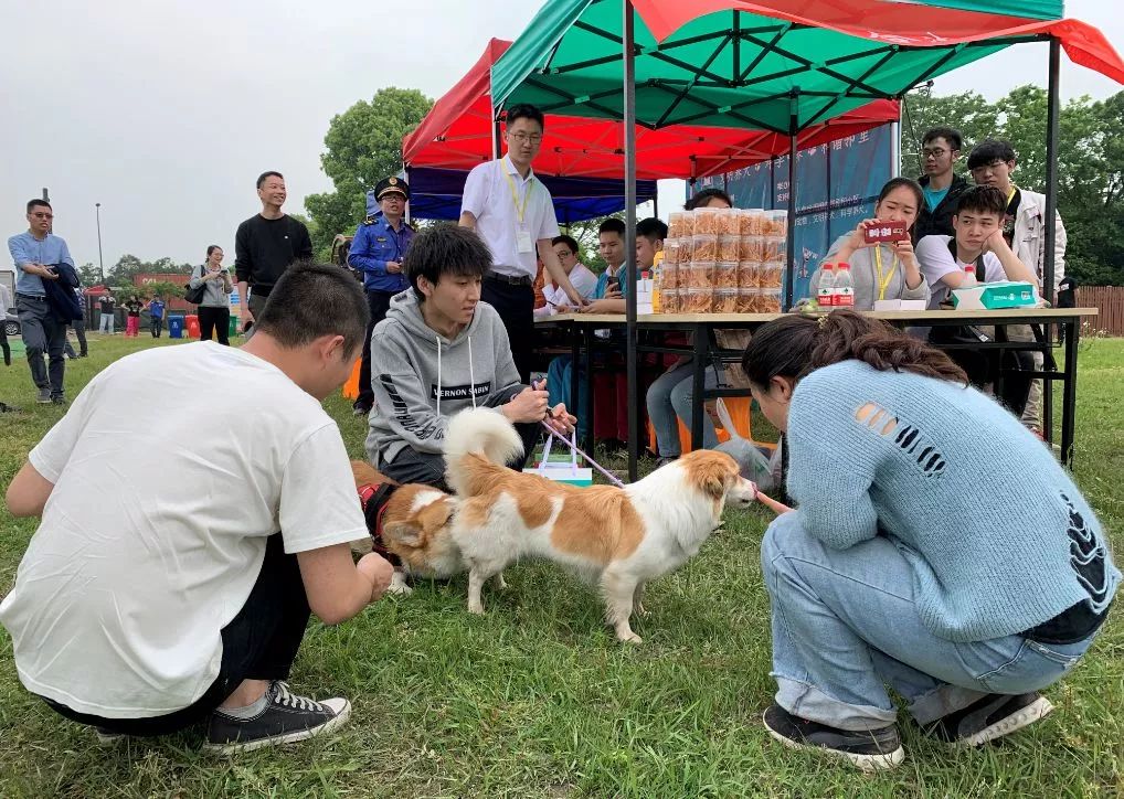 杭州首批三個公共遛狗區試點開放，分別在拱墅康橋、餘杭和錢塘新區 未分類 第17張