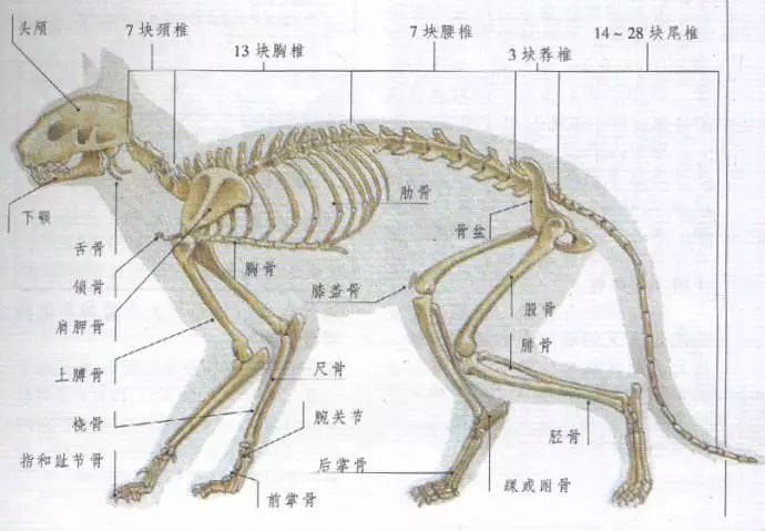 液體貓可以拉多長？ 寵物 第28張