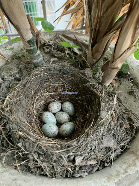 江油市民陽台花盆內驚現6枚鳥蛋，還有一只尖叫的大鳥 未分類 第1張