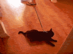【名嘴手一滑】穆巖：當貓主子得知你想溜它時…… 寵物 第8張