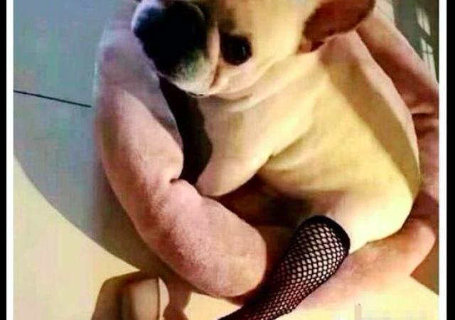 女友給狗狗買了漁網襪，穿上後還很性感呢！狗：我不要面子啊！ 未分類 第2張