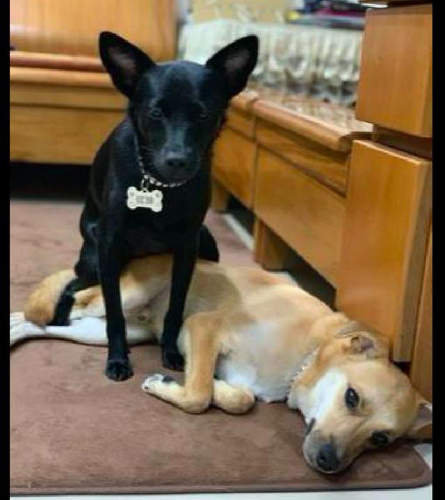 黑狗一屁股坐在同伴的身上，另一只狗狗向主人求救：這是家暴啊！ 未分類 第1張