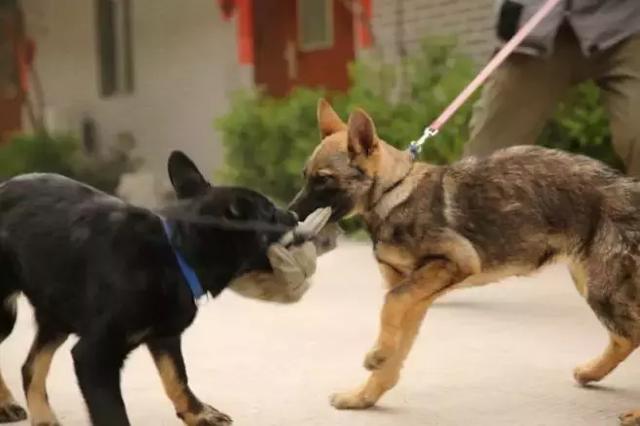 原創
            狂犬病並非只有狗能傳染，貓也是傳播源，預防狂犬需了解七點常識 寵物 第17張