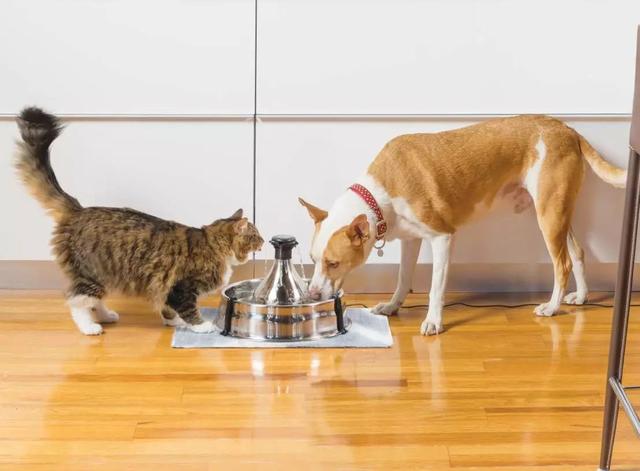 原創
            貓狗以生骨肉為主食並不會增加野性，正確餵食反令愛貓更顯健康！ 寵物 第12張