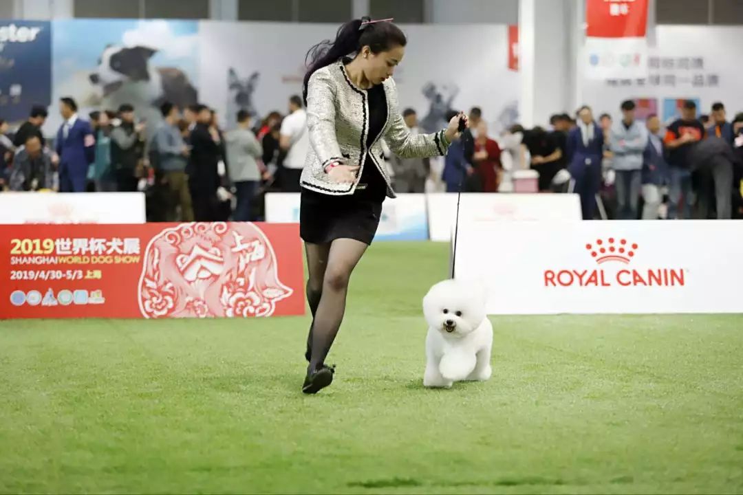 @全體鏟屎官！世界盃犬展首次來到上海，汪星人最愛的竟是TA 未分類 第13張