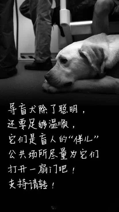 世界導盲犬日：它們值得更多的理解與尊重！ 未分類 第30張