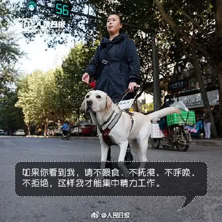 世界導盲犬日：它們值得更多的理解與尊重！ 寵物 第17張