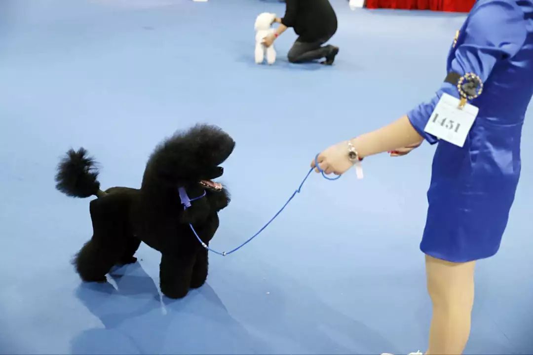 @全體鏟屎官！世界盃犬展首次來到上海，汪星人最愛的竟是TA 未分類 第27張