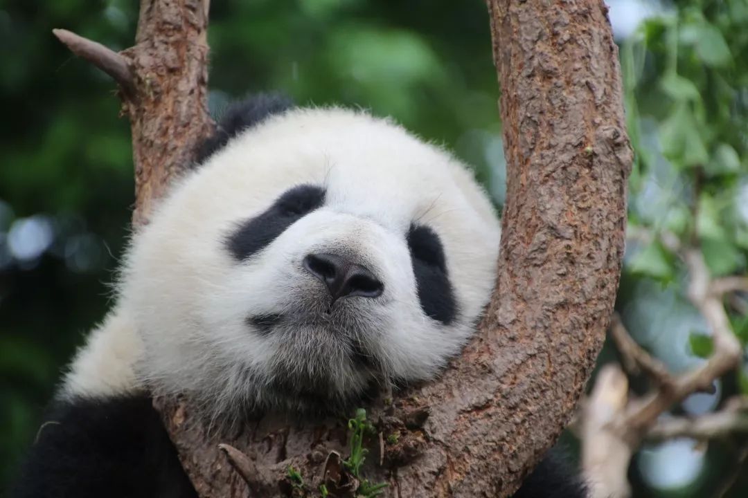大熊貓這麼可愛，竟然是因為吃竹子？丨好物推薦 寵物 第3張