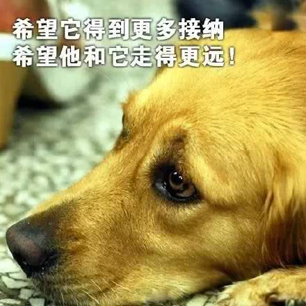 世界導盲犬日：它們值得更多的理解與尊重！ 寵物 第29張