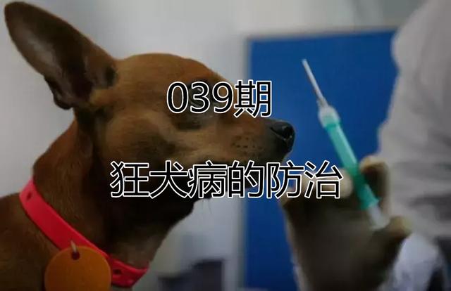 原創
            狂犬病並非只有狗能傳染，貓也是傳播源，預防狂犬需了解七點常識 寵物 第2張