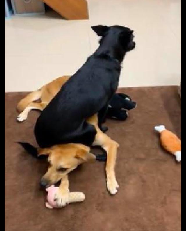 黑狗一屁股坐在同伴的身上，另一只狗狗向主人求救：這是家暴啊！ 未分類 第2張