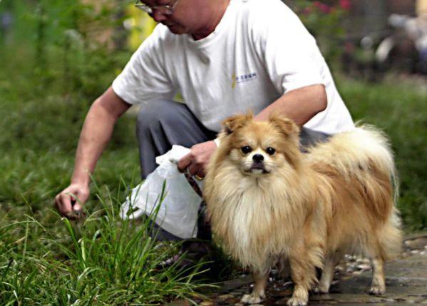 原創
            狂犬病並非只有狗能傳染，貓也是傳播源，預防狂犬需了解七點常識 寵物 第18張