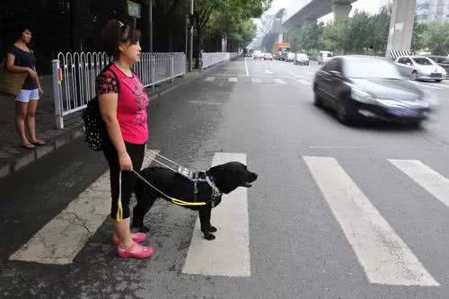 世界導盲犬日：它們值得更多的理解與尊重！ 未分類 第3張