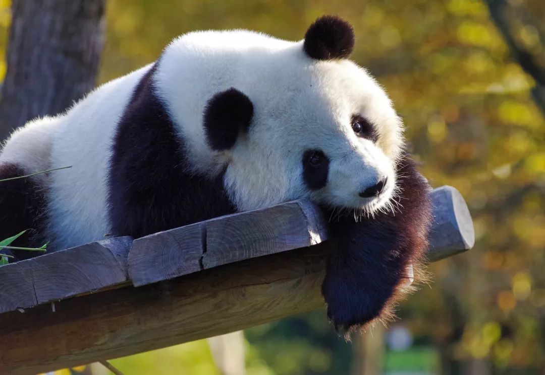 大熊貓這麼可愛，竟然是因為吃竹子？丨好物推薦 寵物 第2張