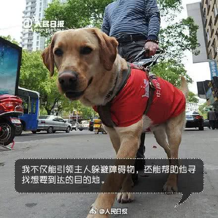 世界導盲犬日：它們值得更多的理解與尊重！ 寵物 第14張